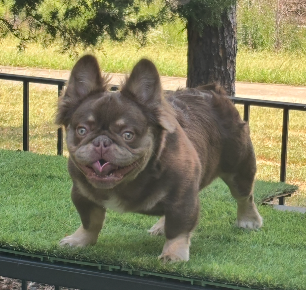 Crumble Monster stud fee