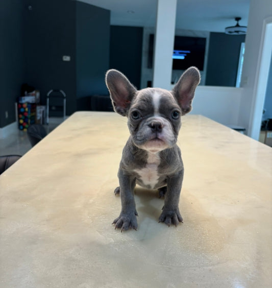 Cali