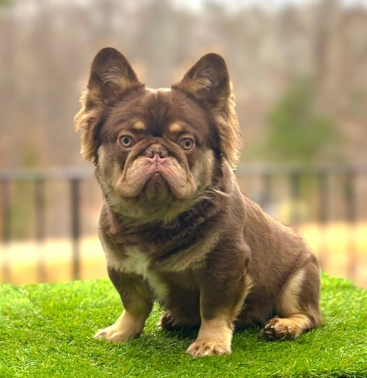 Crumble Monster stud fee